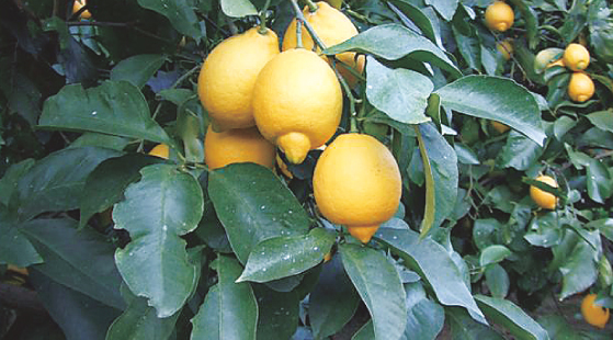 広島県産レモン