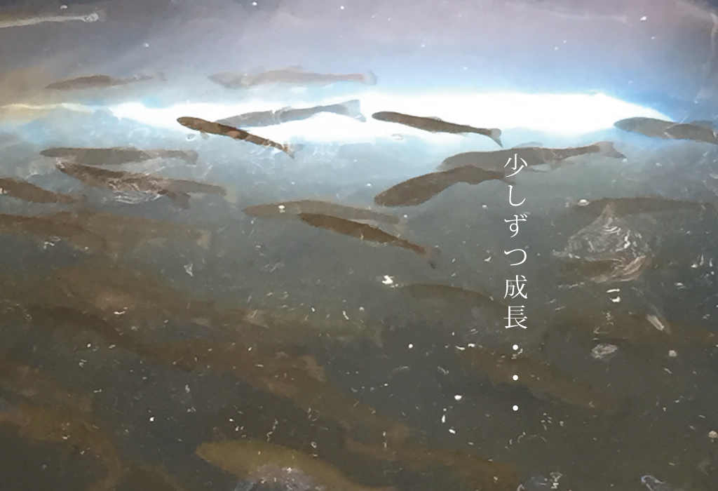 広島サーモンの養殖｜稚魚